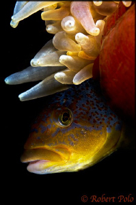 Very shy kelp greenling by Robert Polo 